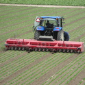 Steketee IC cultivating three 80-inch wide beds