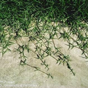 Fig 3. The creeping stolons of bermudagrass. (Credit: Clyde Elmore)