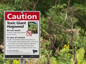 Sign of giant hogweed.  Photo by Gavin Edmondstone.
