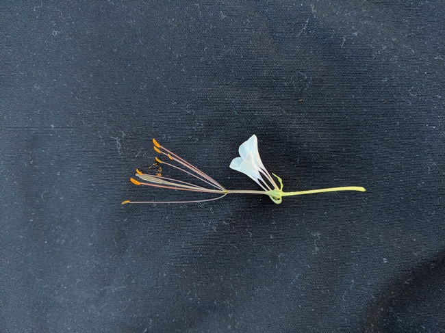 A single floret showing elongated stamens and pistil