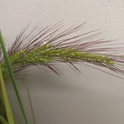 Seed head of unknown watergrass species (Echinochloa spp.)