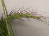 Seed head of unknown watergrass species (Echinochloa spp.) Notice visible purple awns.