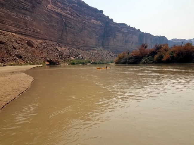 My friend in his kayak drifting in front of a bank of defoliated tamarisk on the green river