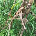 Striga (witchweed) growing in a corn field.