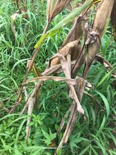 Striga (witchweed) growing in a corn field.