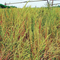 Poor control of Palmer amaranth can result in a significant infestation late in the season and crop failure. Photos by the late Dr. Ted Webster, Research Agronomist with USDA-ARS