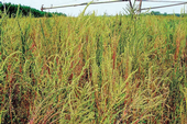 Poor control of Palmer amaranth can result in a significant infestation late in the season and crop failure. Photos by the late Dr. Ted Webster, Research Agronomist with USDA-ARS.