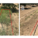 Figure 2. Untreated (Panel A) and treatment #5 (Panel B) 150 days after spring treatment.