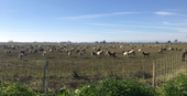 Goats grazing an alfalfa field, Yolo County, 2019.