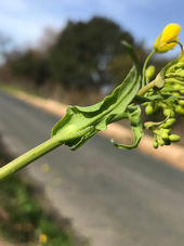 Figure 1. Diamondback caterpillar spotted on a secondary branch of a brassica weed by the side of Blackie Road, Castroville, CA. Photo by E. Garcia.