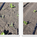 Figure 1. Untreated plot (left) and Pronamide (Kerb at 2.5 pints/A) applied via drip tape (right) 30 days after transplanting of romaine lettuce. Areas most distant from drip tape that supplied herbicide show weed survivorship.