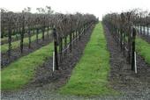 Capay Valley vineyard Dec2010