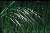 Non-native Bromus species, such as ripgut brome, grow fast and dry out quickly, becoming highly flammable.