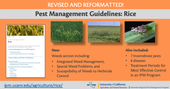 Infographic showing what is in the revised Pest Management Guidelines for Rice.