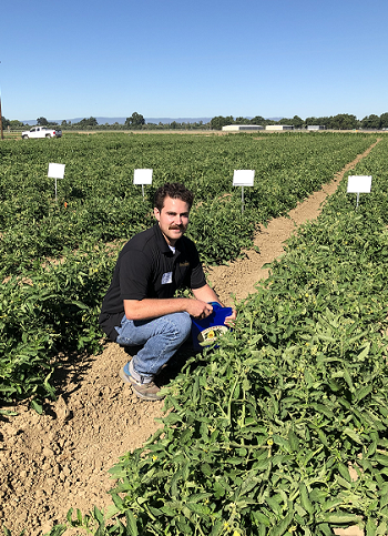 Plant Sciences grad student Matt Fatino, UC Davis, addressing herbicide control for broomrape weed in tomato fields. (photo Ann Filmer/UC Davis)