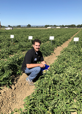 Plant Sciences grad student Matt Fatino, UC Davis, addressing herbicide control for broomrape weed in tomato fields. (photo Ann Filmer/UC Davis)