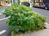 What a long, strange trip: Bumper crop of Datura stramonium, aka Jimsonweed, growing in planting bed on Columbus Ave. Greenway at 93rd St. in NYC. A well-known hallucinogenic plant, it is also fatally toxic when consumed in even tiny amounts. ⁦Adrian Benepe