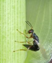 The arundo wasp curls its abdomen as it prepares to ‘sting’ or lay eggs in an arundo shoot tip.