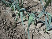 Photo 2. Leaf bending caused by Caparol and Lorox