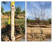 Figure. 1 Herbicide damage in 2nd leaf almonds. Glufosinate + Glyphosate (1.5 + 2.75lbs/ac). Fig. 1A shows trunk gummosis observed 5 weeks after treatment. Fig. 1B shows complete defoliation of the same tree 12 weeks after treatment.