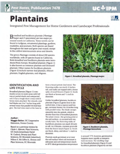 Pest Notes: Plantains publication