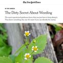 NYT The Dirty Secret About Weeding article