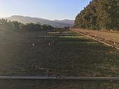 How many different cover crops can you count in this photo?