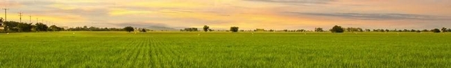 CA rice field