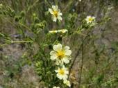 Sulfur cinquefoil’s light yellow flower