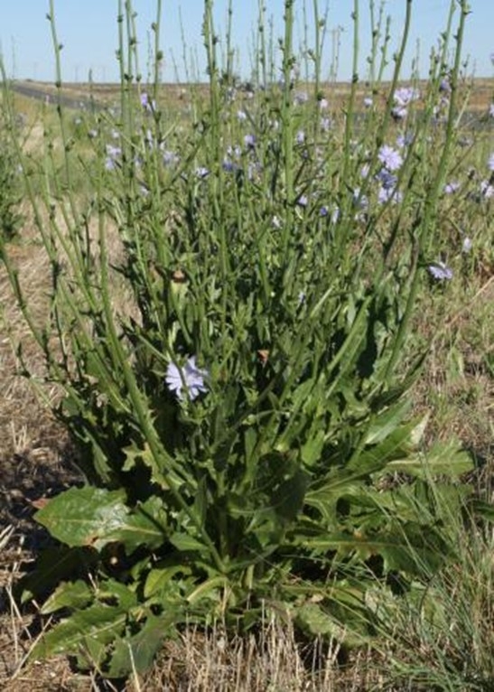 Chicory in flower. Before flowering, the growth and leaves can look similar to skeleton weed. Chicory is much more widespread and is common along roadsides and pastures of theIntermountain area. (Photo courtesy of sanbi.org)