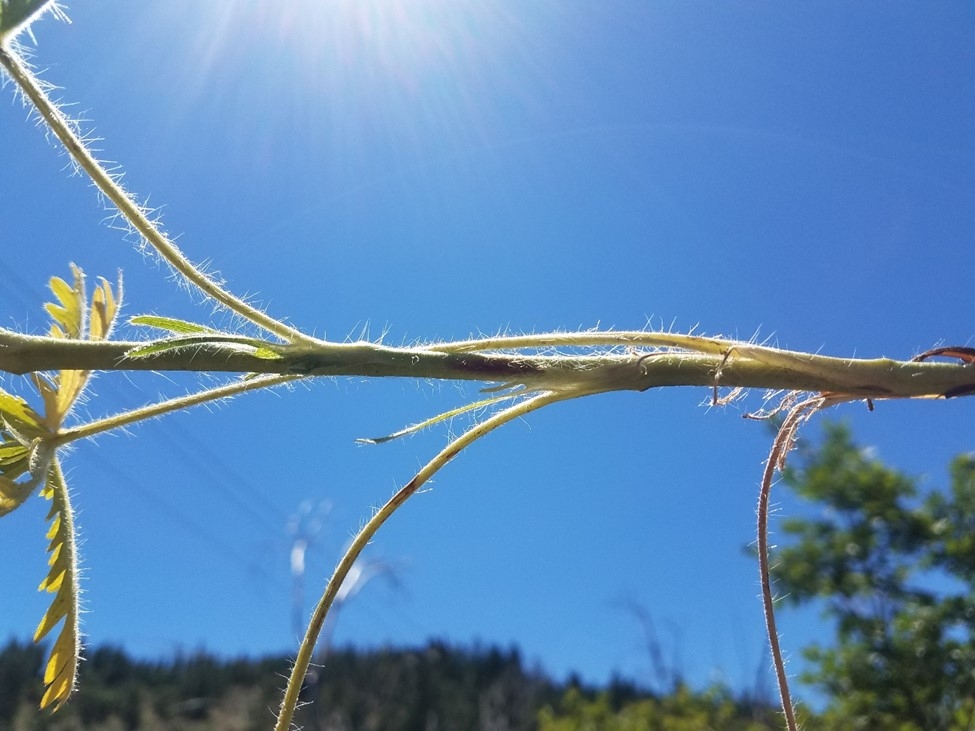 Advice To Grow By - UCCE Master Gardeners Of San Joaquin County