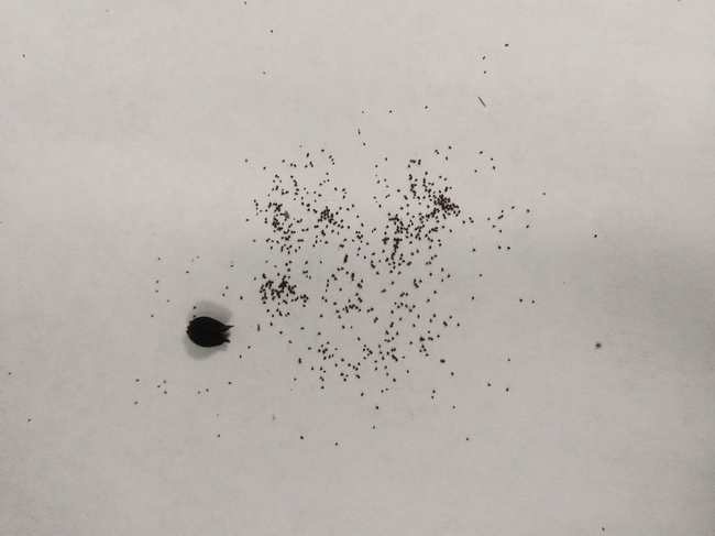 Figure 3: Hundreds of tiny branched broomrape seeds (0.2 – 0.4 mm) and the single capsule from which the seeds were sourced.