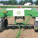 Vegetable weeder is demonstrated at Weed Day at UC Davis. (photo credit: Bob Johnson)