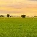 CA rice field