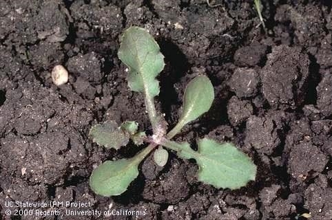 Photo 4. Sow thistle seedling (common in crop and non-crop areas)