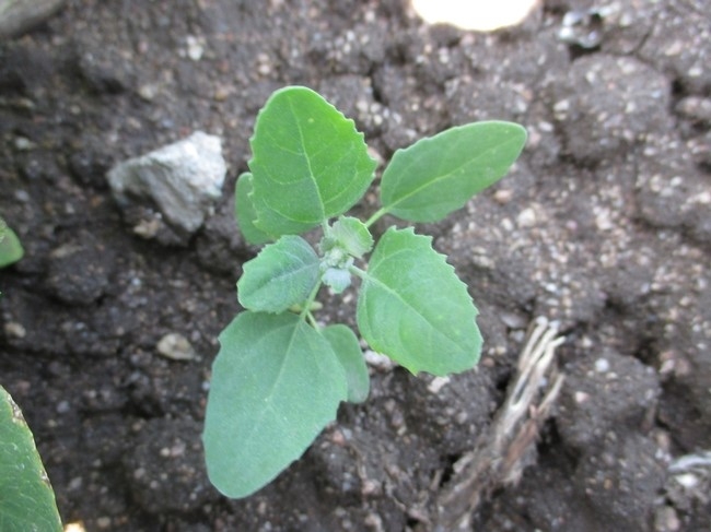 Photo 5. Lambsquarter seedling (common warm season weed that germinates in late spring)