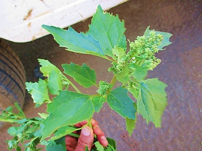 Photo 7. Nettleleaf goosefoot (common summer weed that can grow in the winter as well)
