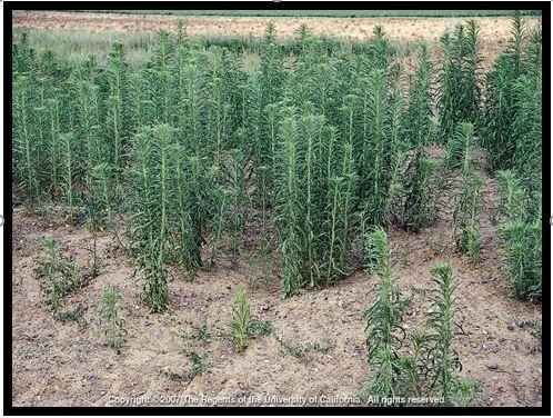 Photo 8. Mare's tail (typical dense infestation of mature plants)