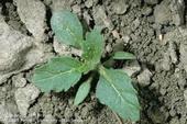 Photo 13. Hairy nightshade (common summer annual that can survive into the winter)