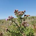 Photo 1. Canada thistle, end of flowering
