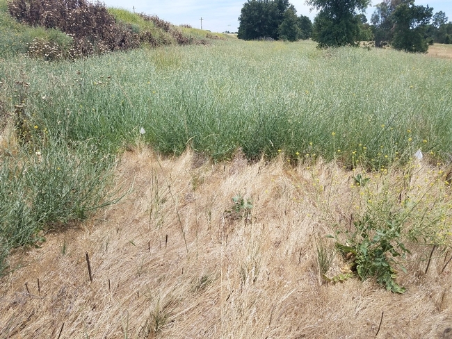 Photo 2. In June of 2019, early and mid-season additions of Transline virtually eliminated yellow starthistle