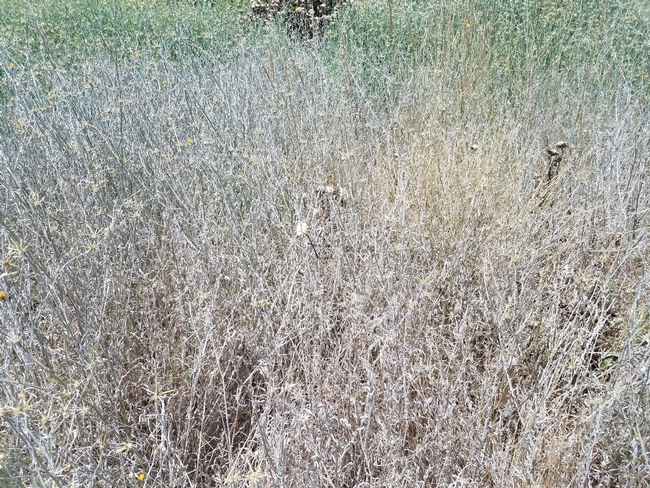 Photo 3. In June 2019, all herbicides applied at flowering resulted in damage to yellow starthistle