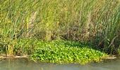 Spongeplant- Brannan Island, Sacramento-San Joaquin Delta