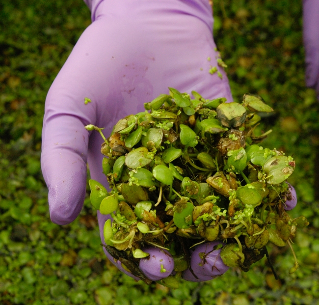 Handful of young South American Spongeplants (Note: There are several duckweed plants attached to these large seedling)