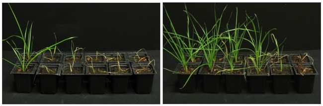 Despite increasing doses of diclofop-methyl, this herbicide-sensitive ryegrass thrives in a warmer climate. In each photo, the herbicide is applied in larger amounts going from left to right. On the far left plant, no herbicide is applied. In the left photo, the ryegrass is grown under lower temperatures (50-61 degrees Fahrenheit), whereas in the right photo, the ryegrass is grown under higher temperatures (82-93 degrees Fahrenheit). Visual: Courtesy of Maor Matzrafi