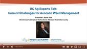 Current Challenges for Avocado Weed Management talk by Sonia Rios