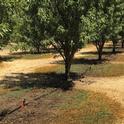 This “wetted area” photo illustrates the need to consider next season’s weed management program goals and options. Depending on weed pressure and previous management tactics used in the orchard, fall- and winter-germinating weeds can start to show up after nut harvest with post-harvest irrigation (as in this photo) or with early fall rains. (Brad Hanson/UC Davis)
