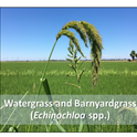 Figure 1. Predominant weeds in the trial were watergrass and barnyardgrass.