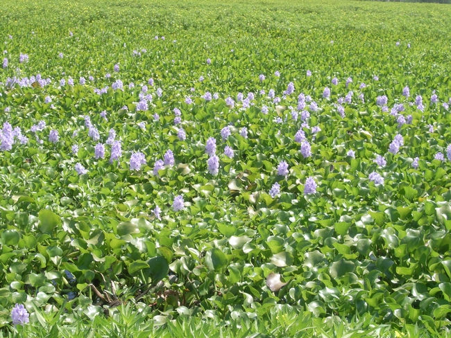 water hyacinth in the Delta