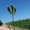 Three-spike goosegrass is among the most challenging weeds in orchards. (Photo courtesy of Brad Hanson/UC Davis)